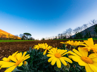 field plowed and milled in the countryside, in the foreground yellow daisies, on the framed trees and blue sky with the moon, at sunset