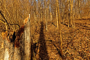 Wald in der Nähe von Erfurt an einem warmen Februartag