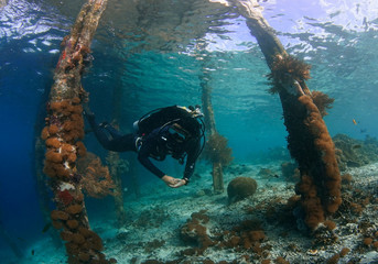Diver under pier in Raja Ampat