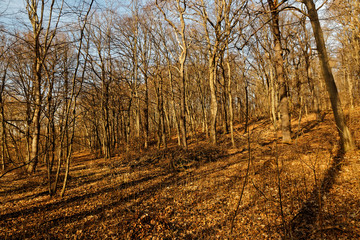 Fototapeta premium Wald in der Nähe von Erfurt an einem warmen Februartag