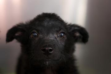 black puppy with  demodectic mange, .located at the head and body level