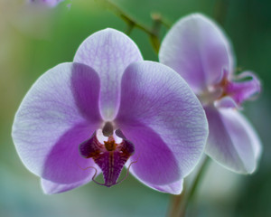 Purple phalaenopsis orchid flowers macro, blurred background, in interior or open area.