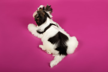 Fototapeta na wymiar Biewer Yorkshire Terrier on colored backgrounds