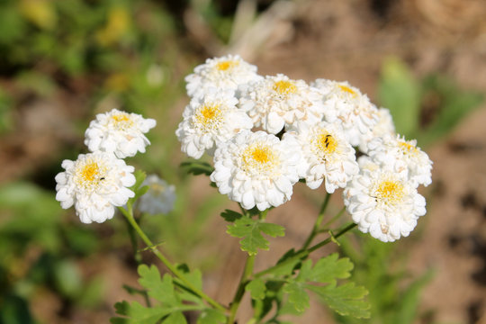 White double flowers of Achillea ptarmica or European pellitory in garden