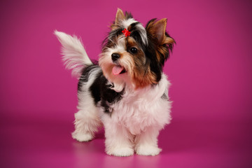 Biewer Yorkshire Terrier on colored backgrounds