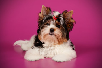 Biewer Yorkshire Terrier on colored backgrounds