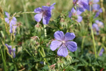 Blue flower of Geranium pratense or Meadow geranium