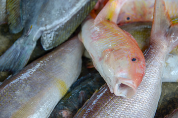 Fish at a fishmarket in the Seychelles