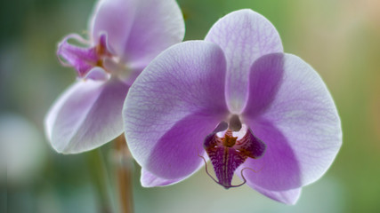 Fototapeta na wymiar Purple phalaenopsis orchid flowers macro, blurred background, in interior or open area.