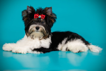 Biewer Yorkshire Terrier on colored backgrounds
