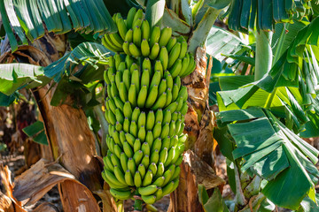 2019-01-27-Buenavista del Norte in einer Plantage hängen Bananen und Papayas an den Stauden. Der Bananenanbau auf Teneriffa ist sehr groß und weitflächig. 