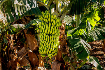 2019-01-27-Buenavista del Norte in einer Plantage hängen Bananen und Papayas an den Stauden. Der Bananenanbau auf Teneriffa ist sehr groß und weitflächig. 