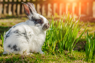 Cute little Easter Bunny (Easter Rabbit or Easter Hare) on green grass in spring sunny day....