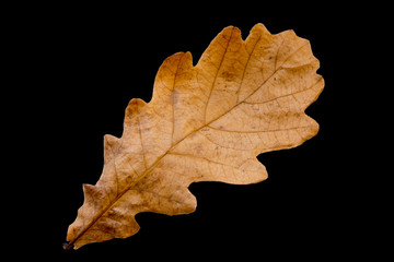 autumn oak leaf.