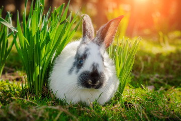 Cute little Easter Bunny (Easter Rabbit or Easter Hare) on green grass in spring sunny day. Folkloric figure and symbol of Easter. Easter nature spring scene background.