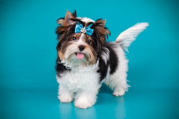 Biewer Yorkshire Terrier on colored backgrounds