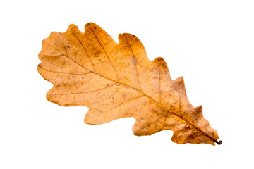 Fototapeta na wymiar autumn leaf oak