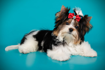 Biewer Yorkshire Terrier on colored backgrounds