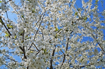 Cherry and sweet cherry flowers with delicate white petals on a tree branch with green leaves