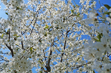 Cherry and sweet cherry flowers with delicate white petals on a tree branch with green leaves