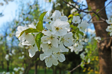 Obraz premium Cherry and sweet cherry flowers with delicate white petals on a tree branch with green leaves