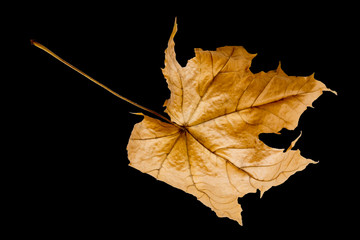 maple tree leaf