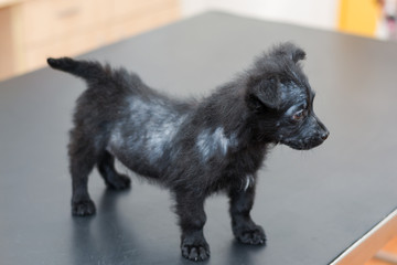 small dog with generalized demodectic mange, generalized alopecia