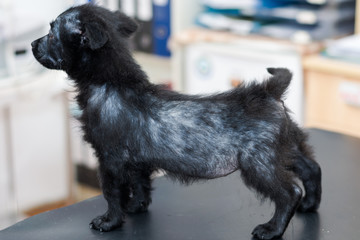 small dog with generalized demodectic mange, generalized alopecia