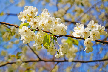 Cherry and sweet cherry flowers with delicate white petals on a tree branch with green leaves