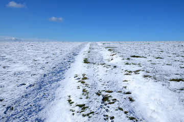 white snow covered flat land, above is a blue sky, popping up through the white snow are tuffs of...