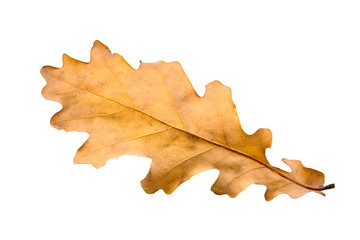 autumn leaf oak