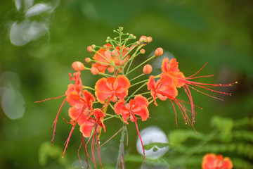 Caesalpinia close up red and yellow flowers with green leaves on a sunny day