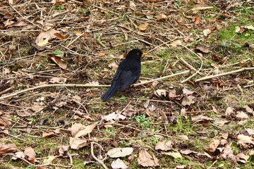 Amsel