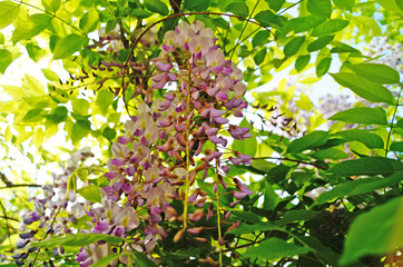 Wisteria bush with delicate purple flowers on the bush with green leaves