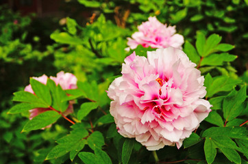 Peony flower with pink petals and yellow center on a bush with green leaves