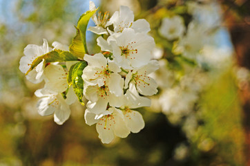 Cherry and sweet cherry flowers with delicate white petals on a tree branch with green leaves