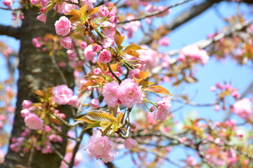 Obraz premium Flowers in spring