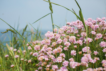 Obraz premium Blumen am meer von newquay england