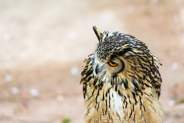 Headshot of a great horned owl