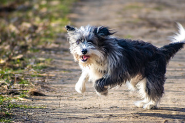 Hund (Bordercollie) springt fröhlich über den Weg
