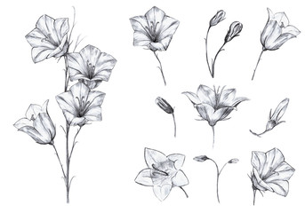 Hand drawn floral set of isolated objects with graphic bluebell flowers, stem, buds on white background