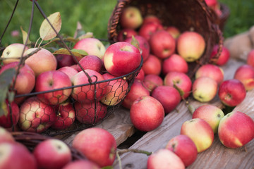 Red apples  in baskets and boxes on the  green grass in autumn orchard.   Apple harvest and picking apples on farm in autumn.