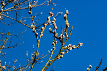 Haselkätzchen an Weidenstrauch im Frühling mit sattblauem Himmel als Hintergrund  