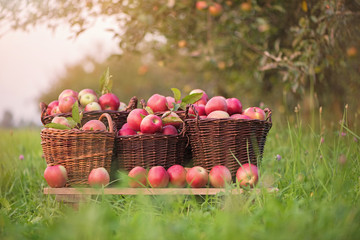 Red apples  in baskets and boxes on the  green grass in autumn orchard.   Apple harvest and picking...