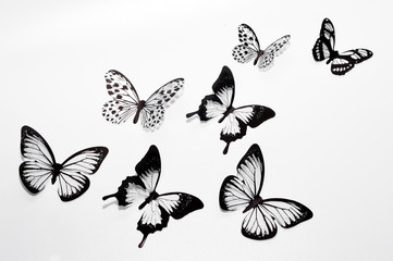 Butterflies on a white background