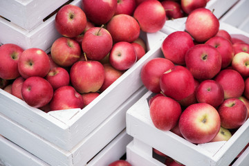 Red apples  in baskets and boxes on the  green grass in autumn orchard.   Apple harvest and picking apples on farm in autumn.