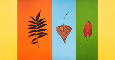 Three autumn dry golden leaves on multicolor stripes background. Herbarium composition. Flat lay, top view.