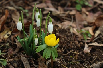 Schneeglöckchen und Winterlinge