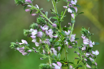 In the meadow blossoms ononis