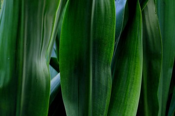 Close up a skin pattern of tropical water plants leaves with dark light background for green foliage backdrop 
